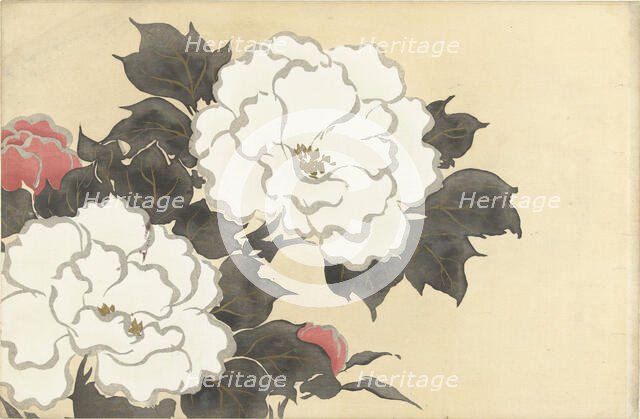 Peonies (Fukamigusa). From the series "A World of Things (Momoyogusa)", 1909-1910. Creator: Sekka, Kamisaka (1866-1942).