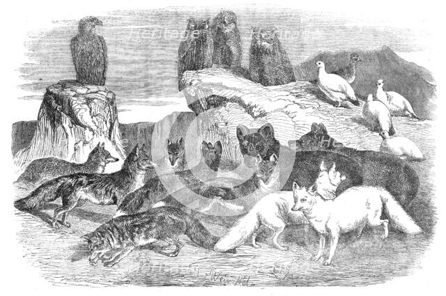Arctic Foxes and Birds, just received by the Zoological Society, 1854. Creator: Unknown.