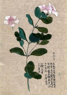 Madagascar periwinkle (Catharanthus roseus): flowering stem with separate flower. Creator: Unknown.