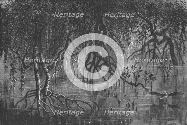 'Mangroves near Cherar; A journey through Soudan and Western Abyssinia, with Reminiscences..., 1875. Creator: Unknown.