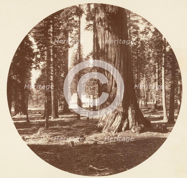 The Mammoth Grove Hotel from the Grove - Calaveras, ca. 1878. Creator: Carleton Emmons Watkins.