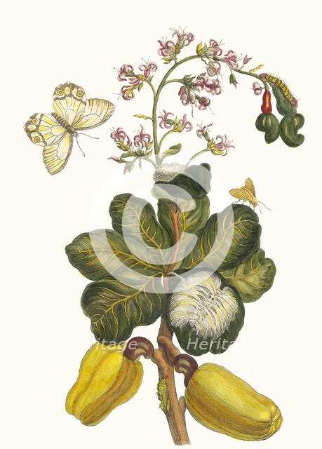 Caschou. From the Book Metamorphosis insectorum Surinamensium, 1705. Creator: Merian, Maria Sibylla (1647-1717).