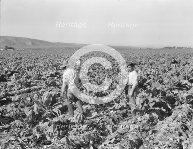 Filipino boys cutting cauliflower (gang labor) near Santa Maria, California, 1937. Creator: Dorothea Lange.