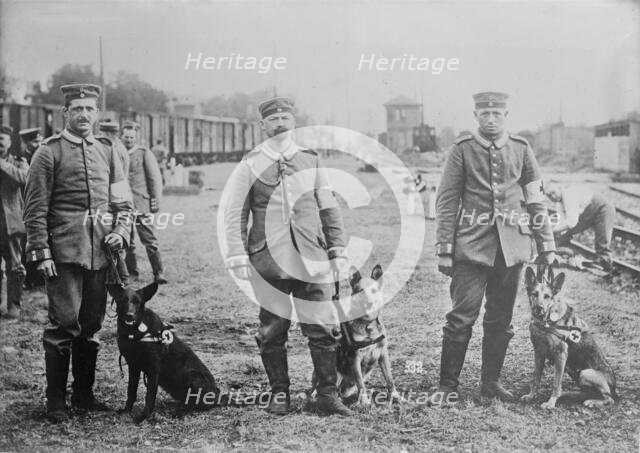 German Red Cross dogs, between 1914 and c1915. Creator: Bain News Service.