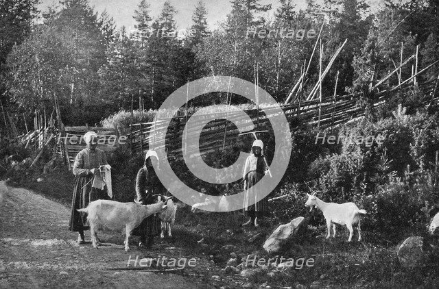 Goat farming in Dalarna, Sweden, 1908-1909.Artist: Wald Zachrisson