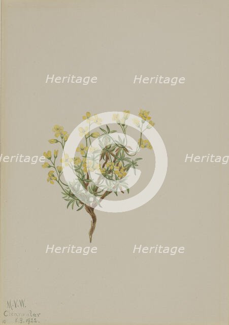 Yellow Willow Grass, 1922. Creator: Mary Vaux Walcott.