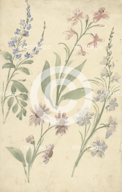 Four studies of pink and blue flowers, 1677-1755. Creator: Elias van Nijmegen.