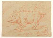 Wild Boar, between 1698 and 1769. Creator: Johann Elias Ridinger.