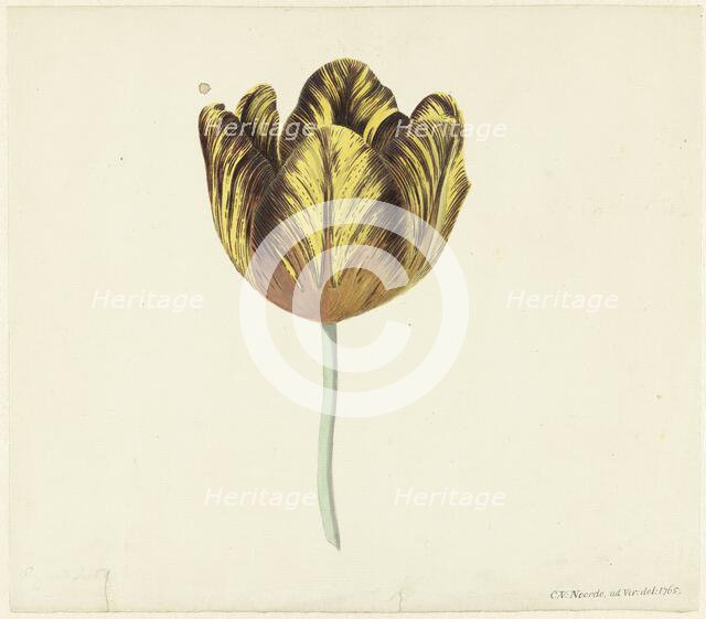 Tulip called Bizard Sub. a, 1765. Creator: Cornelis van Noorde.