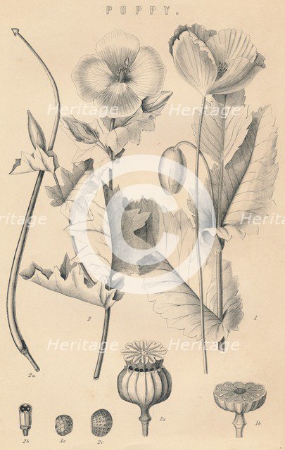 'Poppy', c19th century. Artist: Unknown.