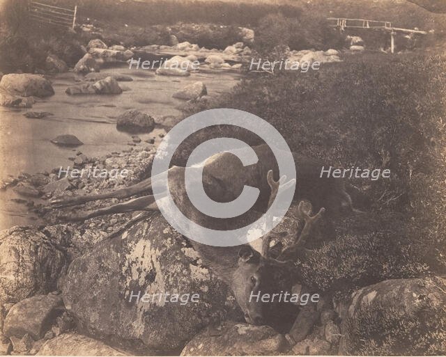 Dead Stag, ca. 1856. Creator: Horatio Ross.