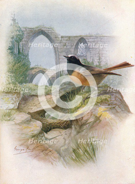 'Redstart - Ruticil'la phoenicu'rus', c1910, (1910). Artist: George James Rankin.