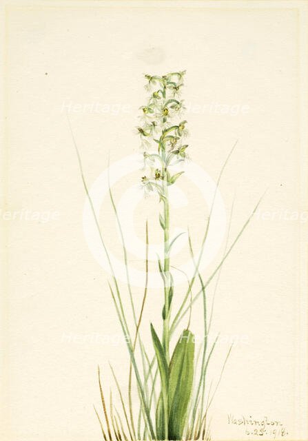 Ragged Fringe-orchid (Habenaria lacera), 1918. Creator: Mary Vaux Walcott.