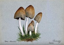 A fungus (Coprinus atramentarius): five fruiting bodies in grass, 1893. Creator: Edwin Wheeler.