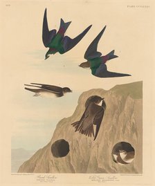 Bank Swallow and Violet-green Swallow, 1837. Creator: Robert Havell.
