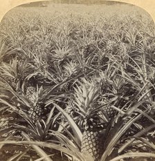 'Where the Luscious Pineapple Grows, Florida, U.S.A.', 1895. Creator: Strohmeyer & Wyman.