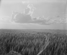 Oklahoma wheat, 1937. Creator: Dorothea Lange.