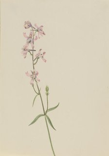 Untitled--Flower Study, ca. 1900-1930. Creator: Mary Vaux Walcott.