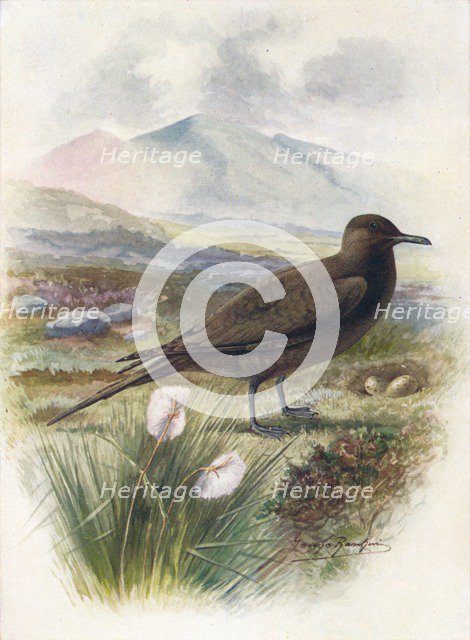 'Arctic or Richardson's Skua - Stercorarius crepida'lus', c1910, (1910). Artist: George James Rankin.