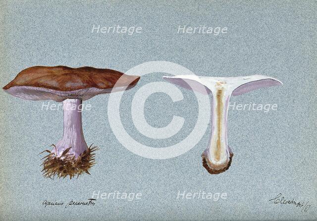 Blewit fungus (Lepista saeva): two fruiting bodies, one sectioned, 1897. Creator: Unknown.