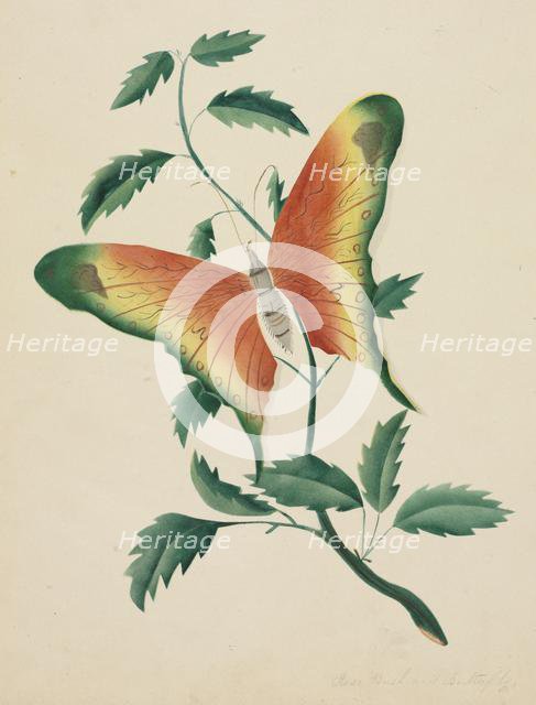 Rose Bush and Butterfly. Creator: Mary Altha Nims (American, 1817-1907).