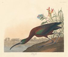 Glossy Ibis, 1837. Creator: Robert Havell.