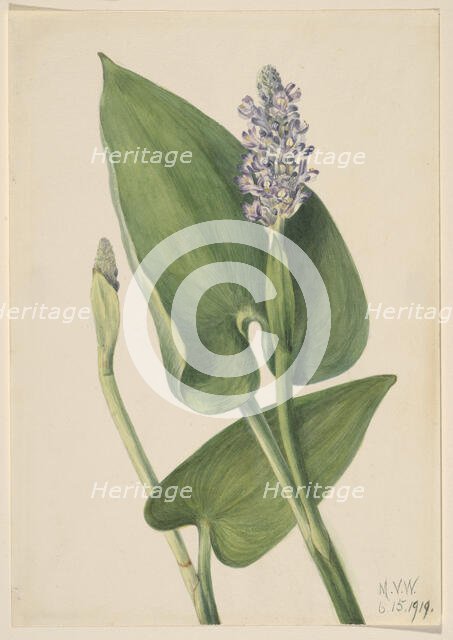 Pickerelweed (Pontederia cordata), 1919. Creator: Mary Vaux Walcott.