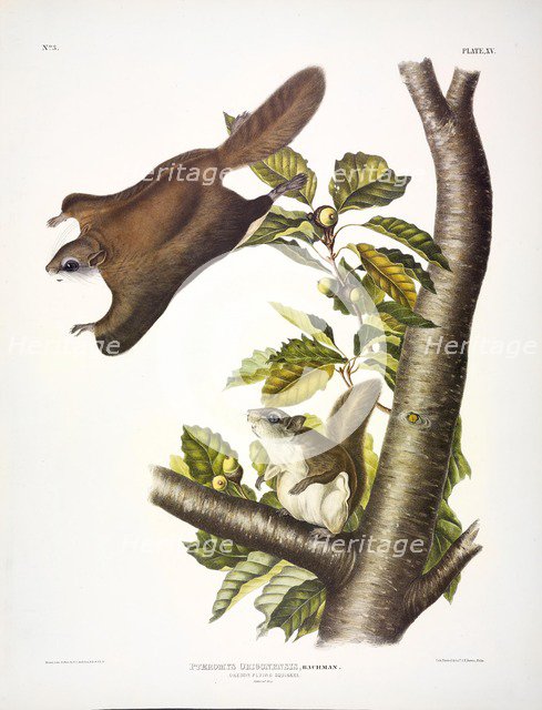 Oregon Flying Squirrel, Pteromys Origonensis, 1845.