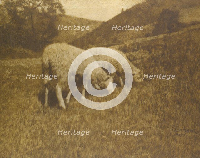 Sheep, 1901. Creator: Professor Hans Watzek.