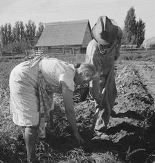 Couple digging their sweet potatoes in the fall, Irrigon, Morrow County, Oregon, 1939. Creator: Dorothea Lange.