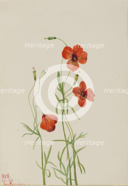 Wind Poppy (Stylomecon heterophylla), 1926. Creator: Mary Vaux Walcott.