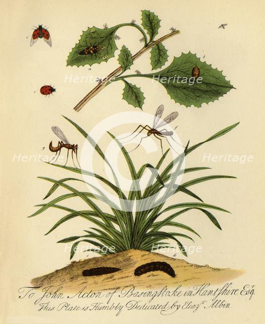 'Ladybird and Daddy-Long-Legs: Coccinella and Tipula oleracea', 1720, (1945). Creator: Halett.