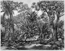 View Taken in the Woods, Guam Island, Mariana Islands, 19th century. Creators: Alexander Postels, Godefroy Engelmann, Alexis Victor Joly.