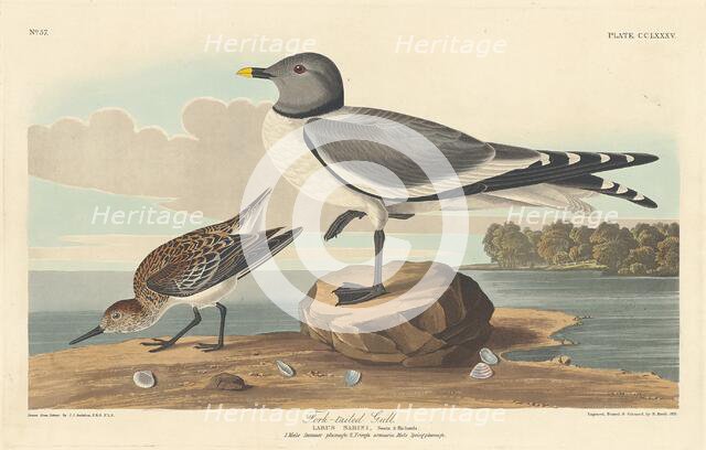 Fork-tailed Gull, 1835. Creator: Robert Havell.