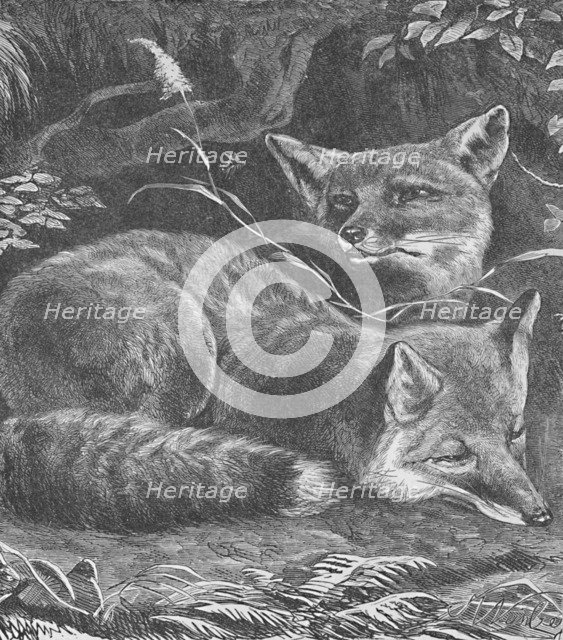 'The Fox at Home', c1900. Artist: Helena J. Maguire.