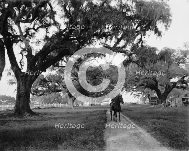 Oak avenue at Ashley Hall, Charleston, S.C., between 1900 and 1906. Creator: William H. Jackson.