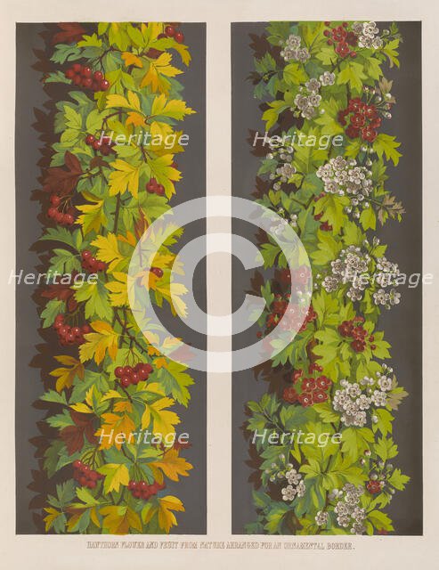 Hawthorn flower and fruit from Nature arranged for an ornamental border, 1850.  Creator: Ludwig Gruner.