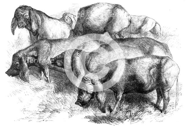 Japanese Pigs, 1862. Creator: Harrison Weir.