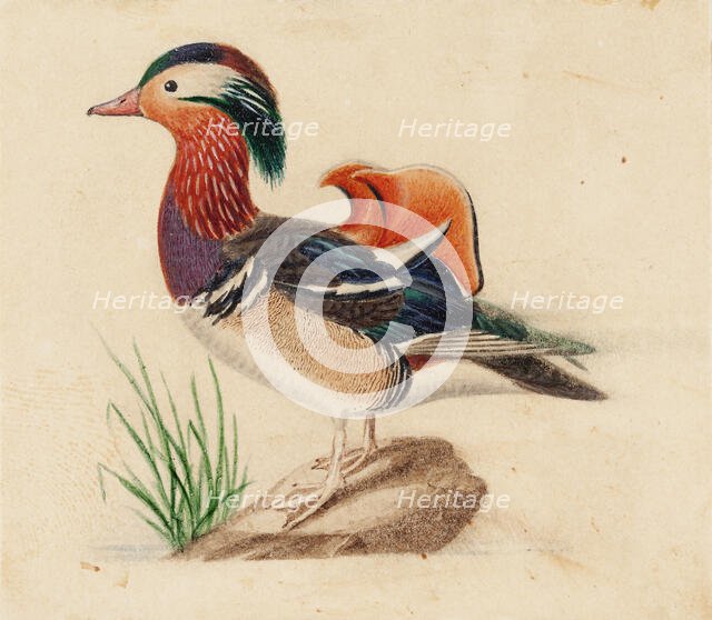Mandarin Duck, Male. Creator: Ferdinand von Wright.