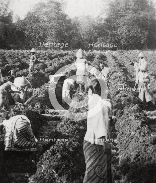 Preparing irrigation channels at a sugar plantation, Java, Dutch East Indies, 1927. Artist: Unknown