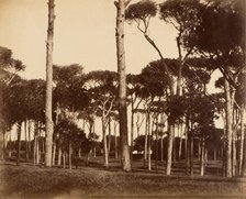 Stone Pines, Villa Pamfili Doria, Rome, 1856. Creator: Jane Martha St. John.