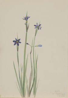 Blue-eyed-grass (Sisyrinchium angustifolium), 1920. Creator: Mary Vaux Walcott.