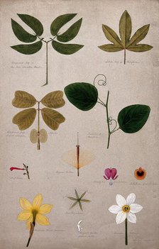 Various leaf forms and flower parts, c1900. Creator: Isabel Sawkins.
