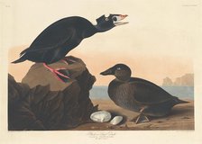 Black or Surf Duck, 1836. Creator: Robert Havell.