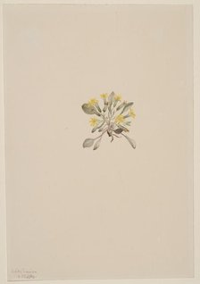 Crepis Elegans, 1904. Creator: Mary Vaux Walcott.