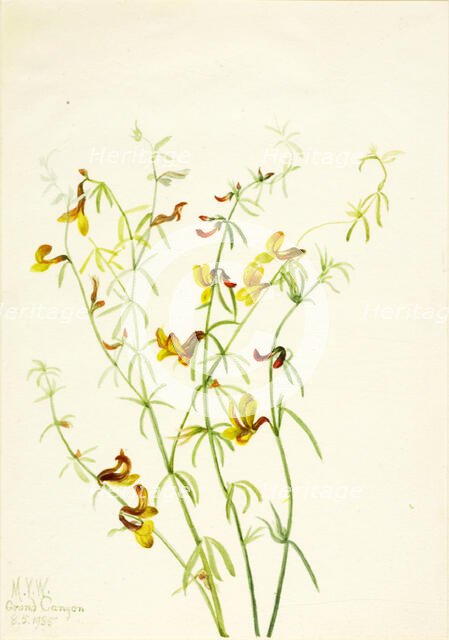 Lotus puberulus, 1935. Creator: Mary Vaux Walcott.