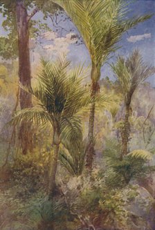'New Zealand Forest', 1924. Artist: Unknown.