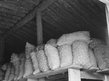 Fifty-pound bags of onions in storage shed, ready for market, Malheur County, Oregon, 1939 Creator: Dorothea Lange.