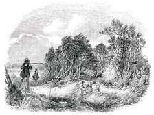 Pheasant-Shooting - drawn by Duncan, 1850. Creator: Unknown.