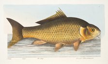 The Carp, from A Treatise on Fish and Fish-ponds, pub. 1832 (hand coloured engraving)